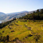 Top 5 der besten Weinregionen in Portugal zu besuchen